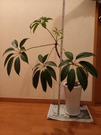 ツピダンサス