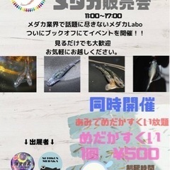 めだか販売　メダカすくい