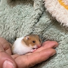 ゴールデンハムスター