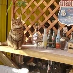 アメリカ村 フリーマーケット