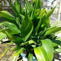 ハラン 葉欄  鉢植え 大型