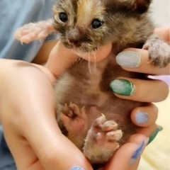 【5月15日迄】保護猫ちゃんの里親様を探しています！