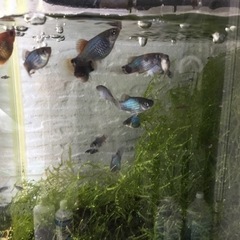 ミッキーマウスプラティ　　10匹の画像