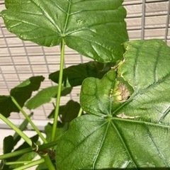 観葉植物　フィカス　ウンベラータの画像