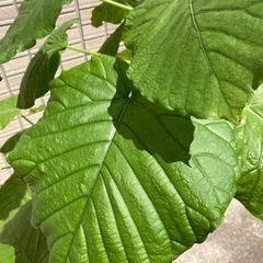 観葉植物　フィカス　ウンベラータの画像