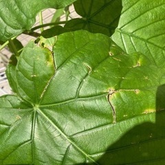 観葉植物　フィカス　ウンベラータの画像