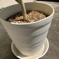 観葉植物　フィカス　ウンベラータの画像