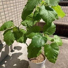 観葉植物　フィカス　ウンベラータ