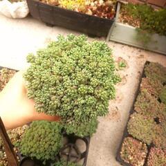 パープルヘイズ　ダシフィルム　抜き苗　多肉植物　ネコポス発送☆