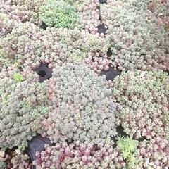 もりっもり☆パープルヘイズ　プレビフォリウム　混合　抜き苗　多肉植物