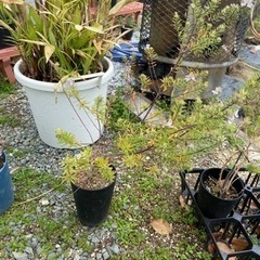 ウエストリンギア　バリエガータ　オージープランツ　庭木　観葉植物