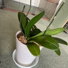 胡蝶蘭