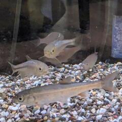 【決まりました】日本淡水魚6匹＋マドジョウ1匹