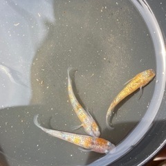メダカ　月華　１ペア