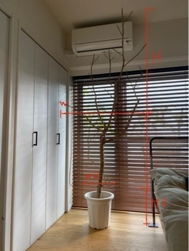 枯れかけの観葉植物
