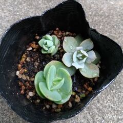 多肉植物