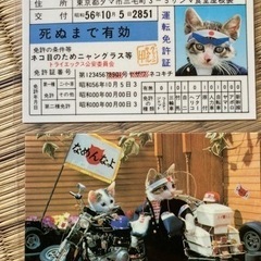なめ猫の中古が安い！激安で譲ります・無料であげます｜ジモティー