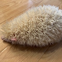 アルビノハリネズミ