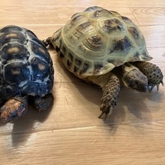 リクガメ