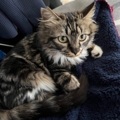 正式譲渡☆長毛　寂しがり屋で猫好きな女の子☆
