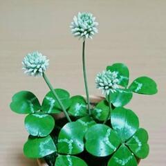 🍀樹脂粘土ワークショップ🍀