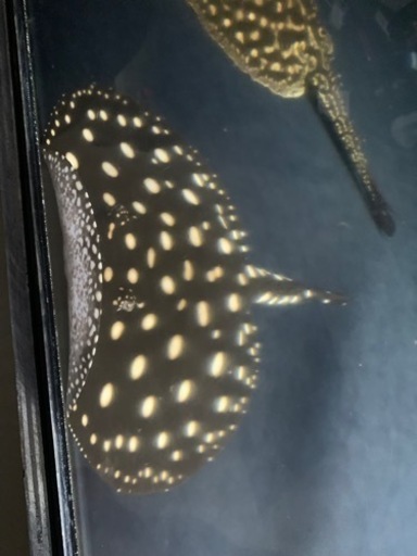 ダイヤモンドポルカ　淡水エイ♂
