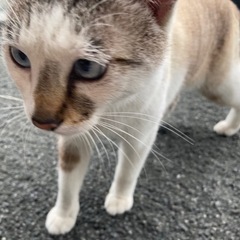 里親募集　甘えんぼ女の子(推定2歳)