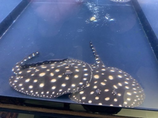 ダイヤモンドポルカベビー　淡水エイ