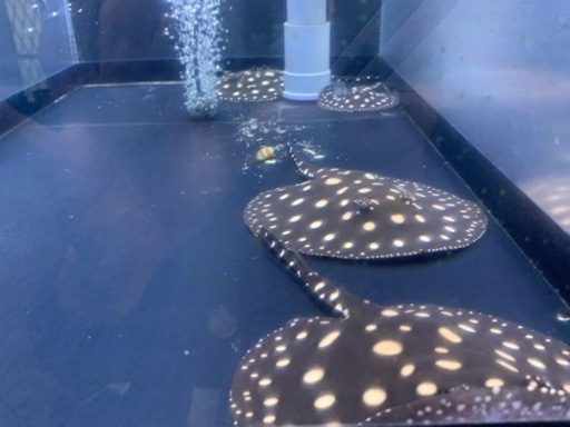 ダイヤモンドポルカベビー　淡水エイ