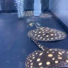 ダイヤモンドポルカベビー　淡水エイの画像