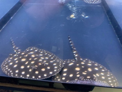ダイヤモンドポルカベビー　淡水エイ