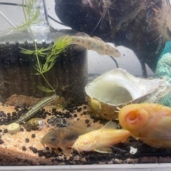 熱帯魚多種の画像