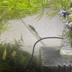 熱帯魚多種の画像