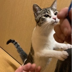 一時募集停止　月齢約8ヶ月の女の子　甘えん坊　キジコ