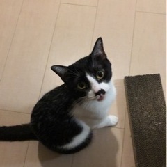 里親募集中です、メス