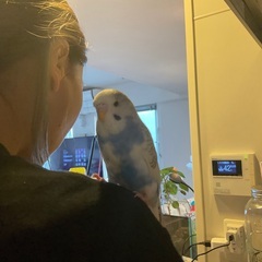 白×青色のジャンボセキセイインコが迷子になってしまいました!!