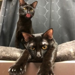 黒猫のおはぎくん
