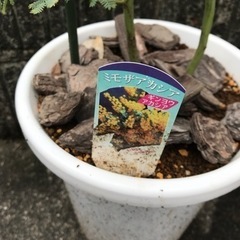 ギンヨウアカシアの画像