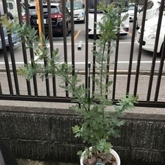 ギンヨウアカシアの画像