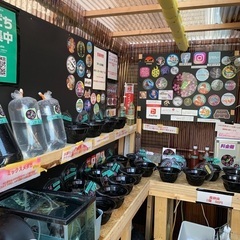 【五桜メダカ】4月20日　横須賀メダカ無人販売
