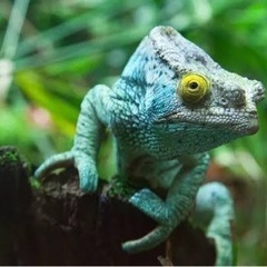 爬虫類カフェ🦎一緒に行ってくれる人募集