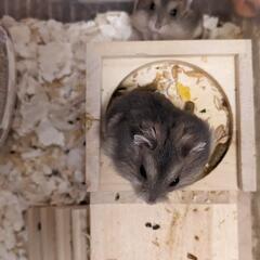 ジャンガリアン　ブルーサファイア♂×2　♀×2 − 愛知県