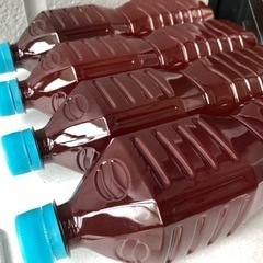 PSB、ゾウリムシ、タマミジンコ他☆メダカ飼育に◎☆培養、繁殖可...