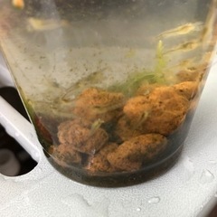 PSB、ゾウリムシ、タマミジンコ他☆メダカ飼育に◎☆培養、繁殖可能な計4点セットの画像