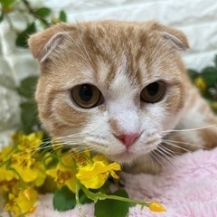 マンチカン　短足の男の子