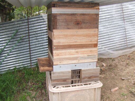 日本ミツバチ今春分蜂群です　4月以降次々と分蜂しています　古い待ち受け巣箱に自然入居した群です