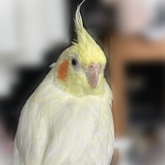 【4/15 迷子】オカメインコルチノー　探しています