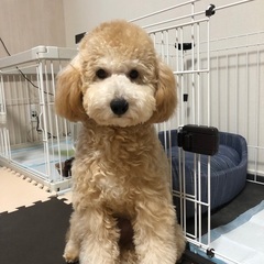 里親募集します。