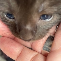 黒猫の男の子☆