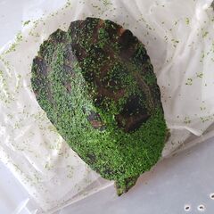 ニューギニアカブトガメ 、サウスイリアンカブトガメ、シュル…